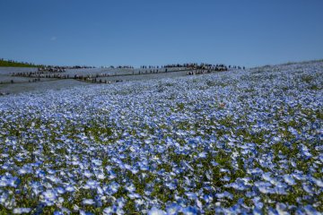 Nemophila is the main attraction at Hitachi Seaside Park during spring, with its endless sea of blue