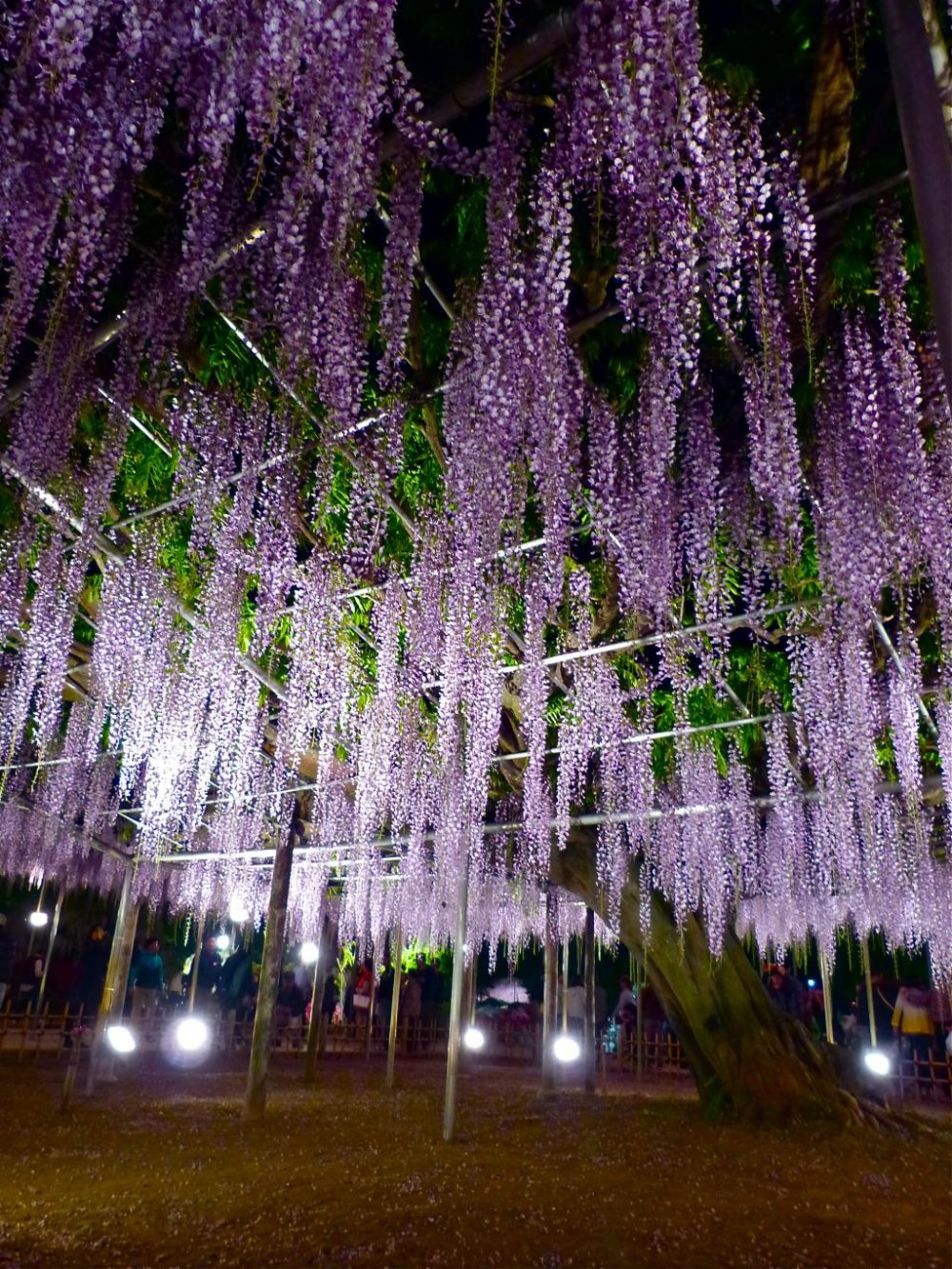 Oh-nagafuji wisteria at night