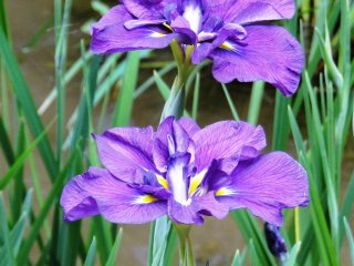 Irises in bloom at Meiji Shrine's garden