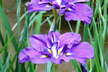 Irises at Meiji Shrine