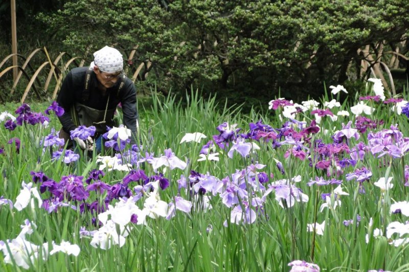 A gardener amongst the irises