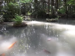El estanque