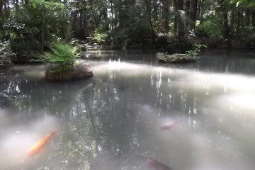 The pond