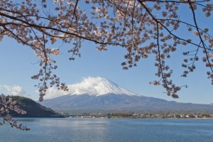 Spring in Japan is defined by cherry blossoms blooming across the country
