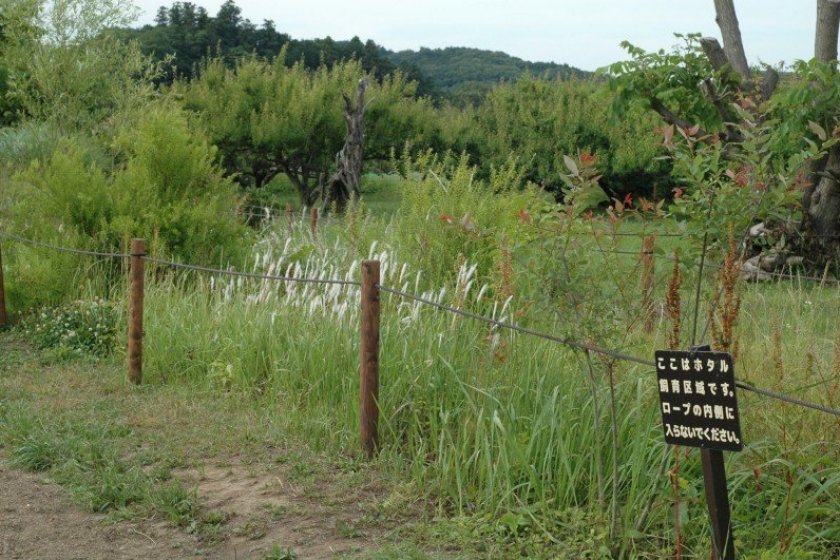 Khu vực bảo tồn đom đóm vào ban ngày