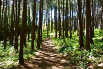 Ohira-san Hiking course