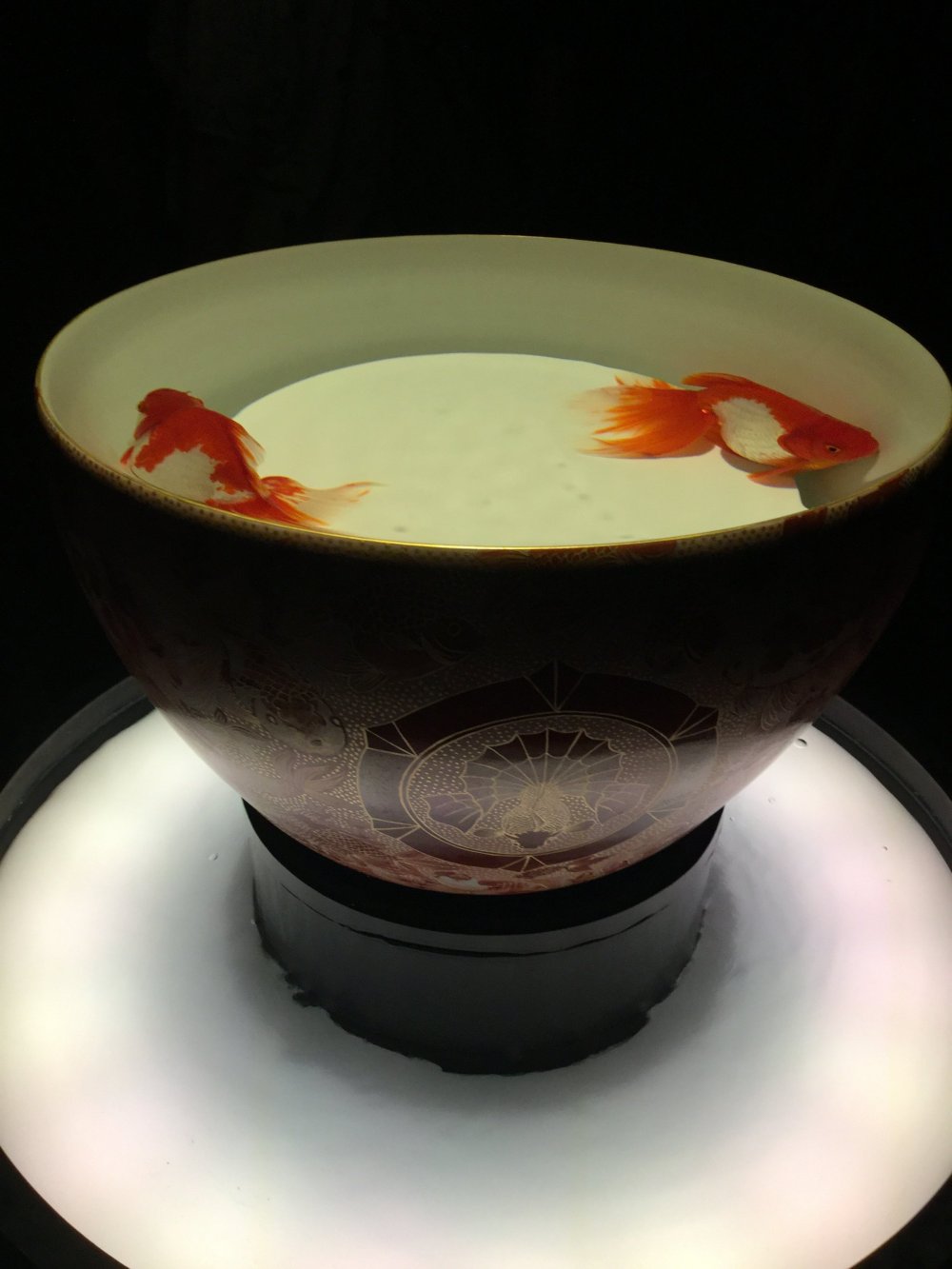 Two goldfish in a huge teacup -- elegance.