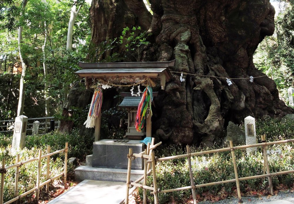 This is what a 2,000 year old camphor tree looks like