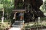 Kinomiya Shrine's Ancient Tree