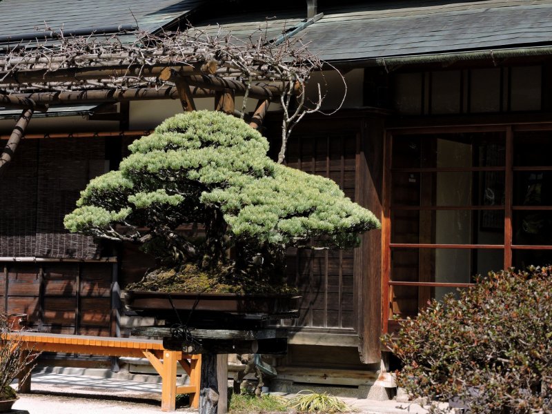 There are many beautiful bonsai trees
