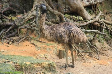 <p>An emu likewise blends into its habitat at the Okinawa Zoo</p>