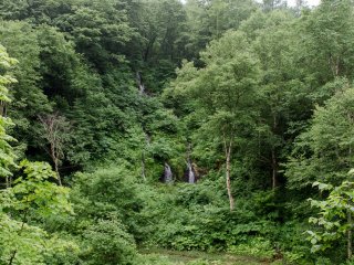 Waterfall among the trees