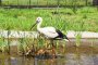 Kounotori no Sato Stork Preserve