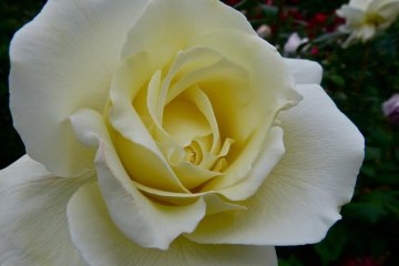 <p>This variety of rose is named &ldquo;Zen&rdquo;</p>