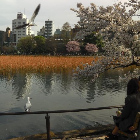 Musim Sakura di Taman Ueno