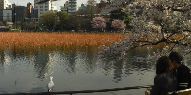 Hoa anh ᵭào ở cȏng viên Ueno - Tokyo