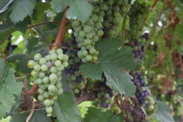 Echigo Winery Grape Festival