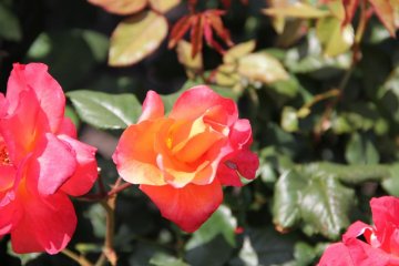 Opening rose bud