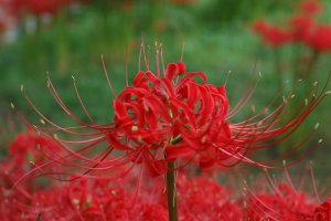Close up of the spider lily