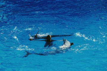The dolphins and trainers swimming in sync