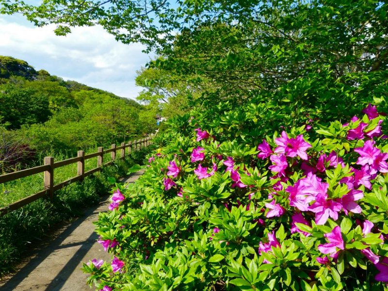 Magenta azaleas along the path