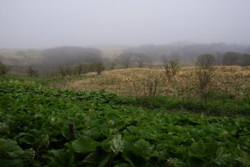 A foggy atmosphere in the Cape Nosappu region