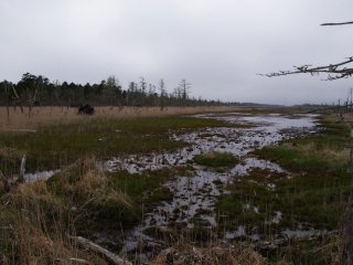 Marsh meets forest and ocean