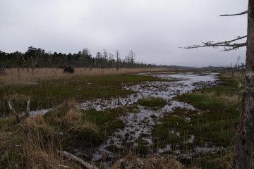 Marsh meets forest and ocean