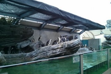 可愛的企鵝們