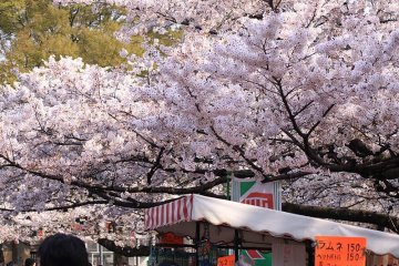 Cherry blossoms on the way to the cafe
