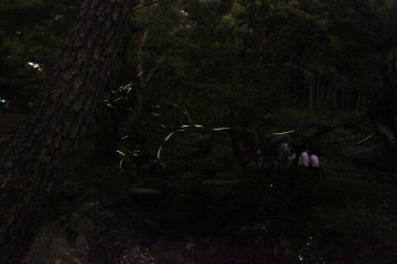 Firefly viewing is one of the best features of Japanese summers.