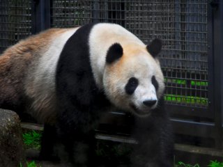 Panda adalah yang paling disukai orang-orang. Yang satu ini tampak sedikit tidak tertarik, mungkin karena hujan.