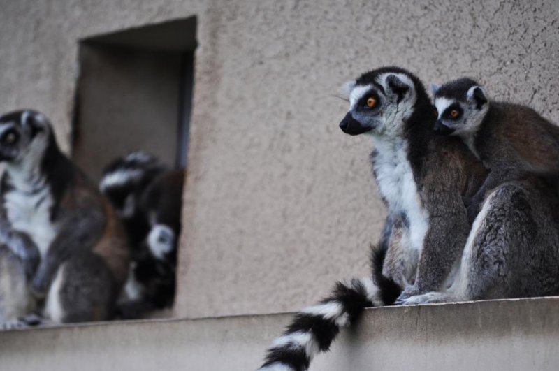 Ring-tailed lemurs sitting out of the rain.