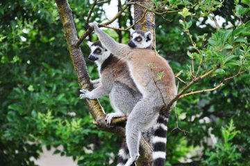 There was a strong sense of community. The lemurs always moved around as a group.