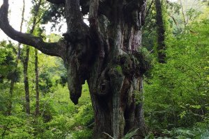 The mysterious Chichi-sugi cedar tree