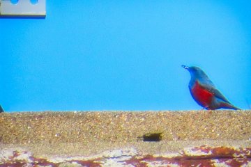 Colorful bird spotted  on ruins