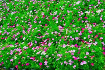 Kurihama Flower Park Poppies