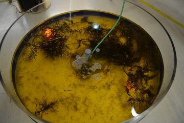 <p>Pool of seaweed</p>