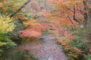 The autumn palette of Kojo Park