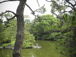 일본 소나무