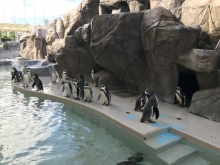Thủy cung tổ chức chương trình cho chim cánh cụt ăn mỗi ngày