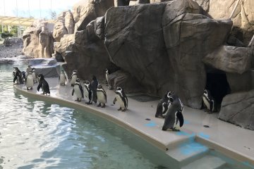 The aquarium runs daily penguin feeding shows