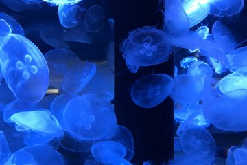 More of the jellyfish on display