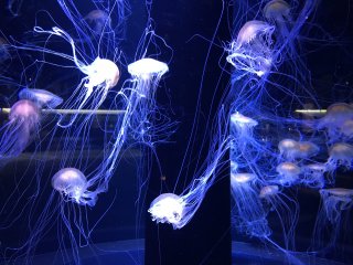 The jellyfish are simply mesmerizing
