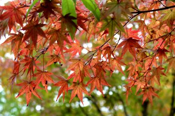 Осенние листья момидзи