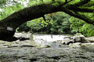 A tree frames the river at Kikuchi Gorge