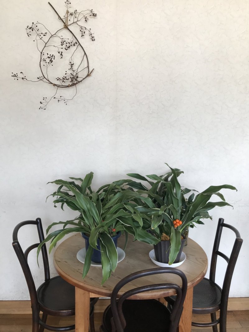 카페 내에 식물들이 가득 들여져 있다