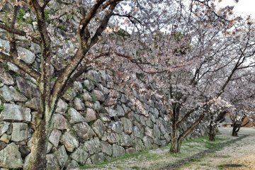 <p>Sakura at Saga Castle (April 2014)</p>