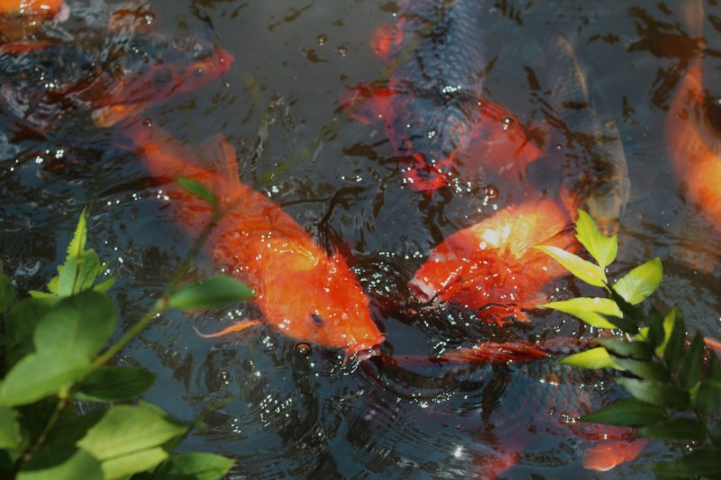 Gorgeous koi (carp) swim in the pond.