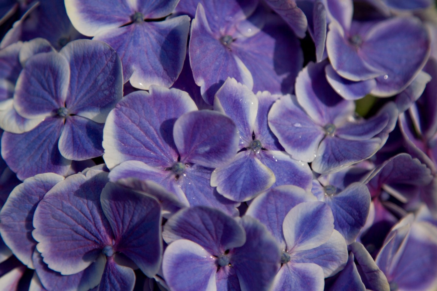Variasi Hydrangea dua warna yang cantik close-u